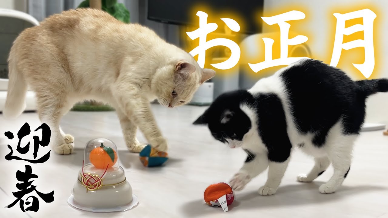 【元旦密着】元野良ボス猫と弟分のお正月の過ごし方