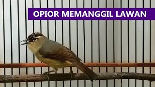 Download lagu Prenjak daun / OPIOR JAMBUL Call | Suara panggilan burung OPIOR BETINA ini AMPUH bikin burung GACOR mp3 Download lagu Prenjak daun / OPIOR JAMBUL Call | Suara panggilan burung OPIOR BETINA ini AMPUH bikin burung GACOR mp3