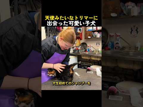 天使みたいなトリマーに出会った可愛い子犬