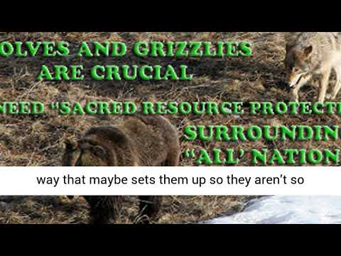 Montana Senate panel tanks ban on wolf hunting, trapping near Yellowstone