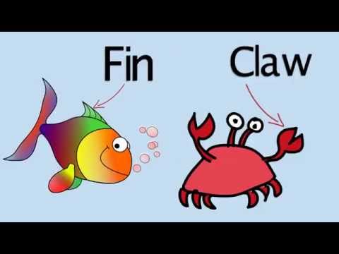 What's Under The Sea? Kids Songs by Dave Moran.