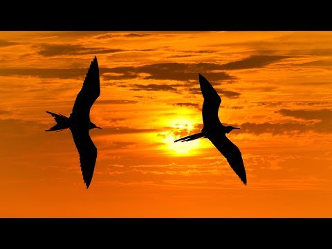 Nik Alevizos - Simpatico