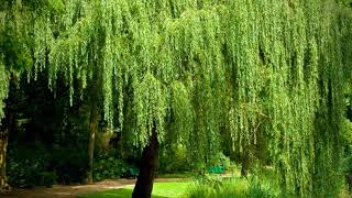 Mitch Miller - Listen To The Mockingbird (Audio from Vinyl)