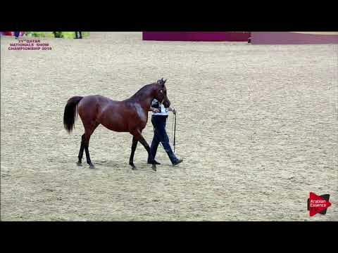 N 83 SOHOD AL SHAQAB   21st Qatar National 2018   Yearling Fillies Class 3B