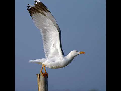 povero gabbiano   gianni celeste