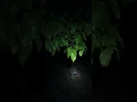 Cibetka palmová (Paradoxurus hermaphroditus) — video o chove a starostlivosti