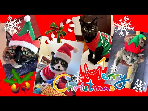 It's Christmas 2025 With The Kits Cats!