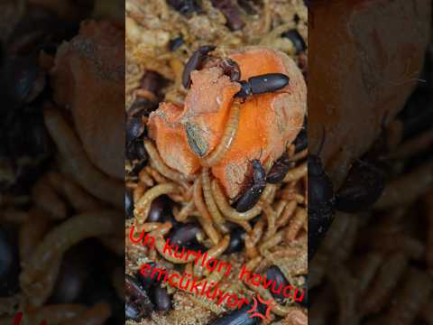 Un kurtları havucu emiyor #unkurdu #mealworm