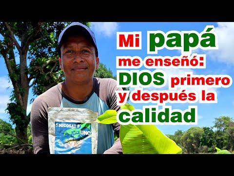 Domingo, productor de plátanos en Tola, Rivas