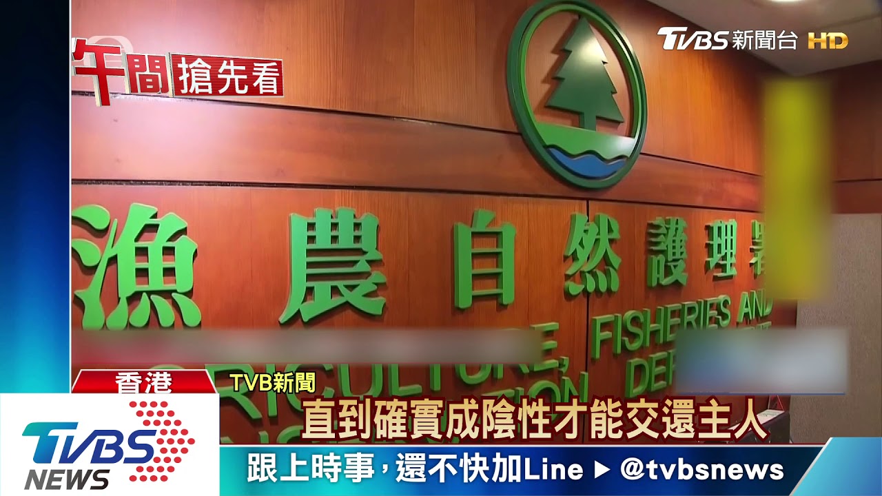 全球首例！港女富豪愛犬　感染新冠病毒