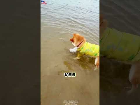 Course aux fruits de mer avec mon chien ! Qui gagne ?#usa mini wood toy | woodworking art skills