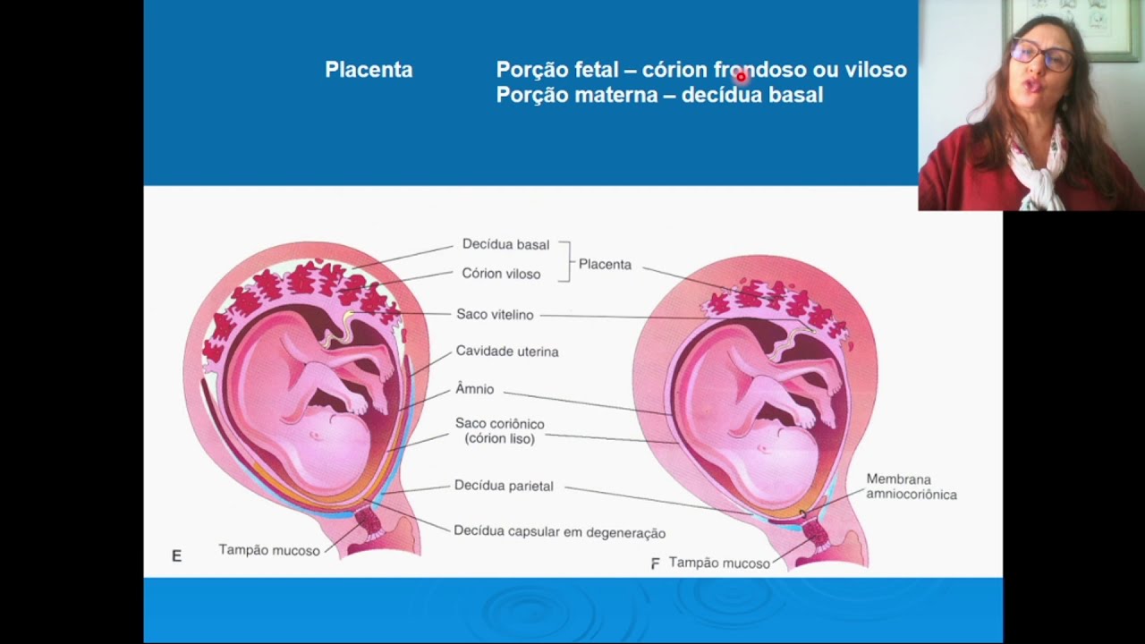 Embrio 5 Placenta e Membranas Fetais