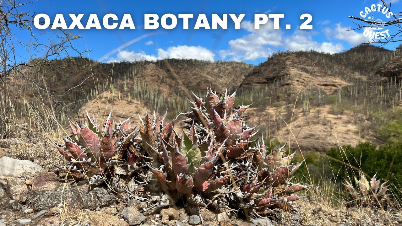 Oaxaca Mexico: Endemic plants in-situ. Amateur botany- bizarre succulent plants.