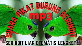 Download lagu suara pikat serindit nembak tajam keras cocok untuk masteran mp3