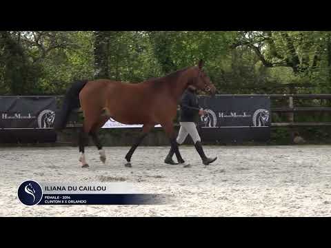 ILIANA DU CAILLOU