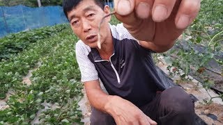 검정땅콩 꽃이 피고 지면서 땅콩이 생기려고 땅콩발이 나오기 시작합니다.(일반비닐은 조금씩 벗겨주셔야 합니다)