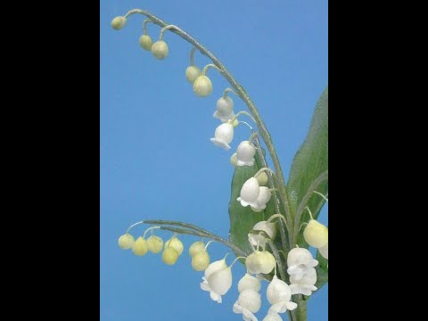 Lily of the Valley Wired Sugar Flower Skills