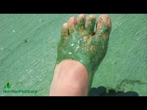 Blue-Green Algae & Spirulina