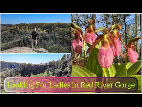 Looking For Ladies in Red River Gorge - Hanson’s Point - RRG Kentucky - Hiking  - Wildflowers