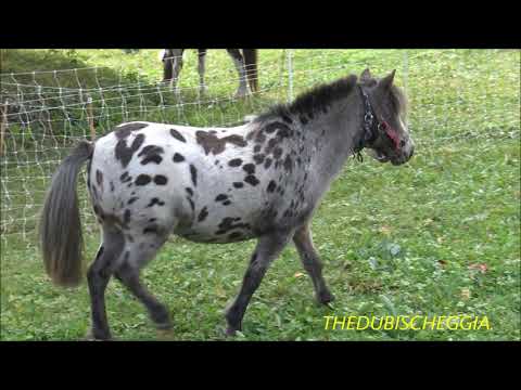 IL PONI MACULATO A PONTECHIANALE IN VALLE VARAITA. (CN) DOM. 15 - 9 - 2019
