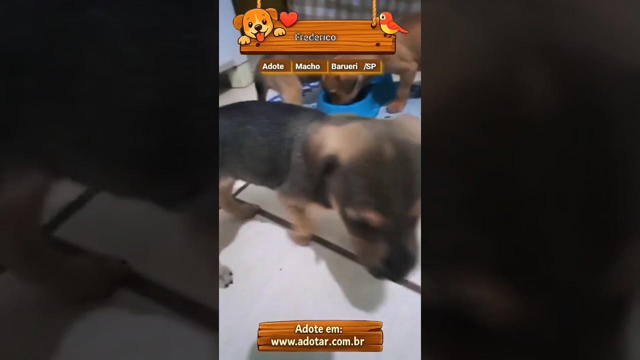 Cachorro raça SRD-ViraLata idade Abaixo de 2 meses nome Frederico