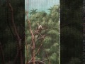 Bali Mynah Video