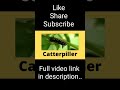 Catterpiller Words that start with C with live examples / Alphabet words/ Words Starting with C