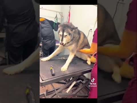 Dog & Cat funny game #dog #cat#game #funny #laugh #video