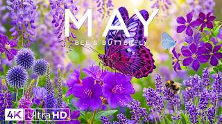 Springtime Splendor 4K 🌸 Exploring Blooming Valleys, Golden Meadows & Scenic Garden Paths