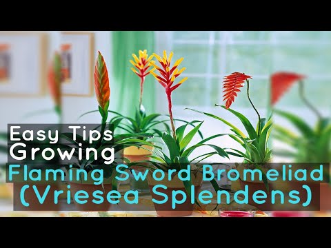 , title : 'Growing Flaming Sword Bromeliad (Vriesea Splendens): Easy Tips'