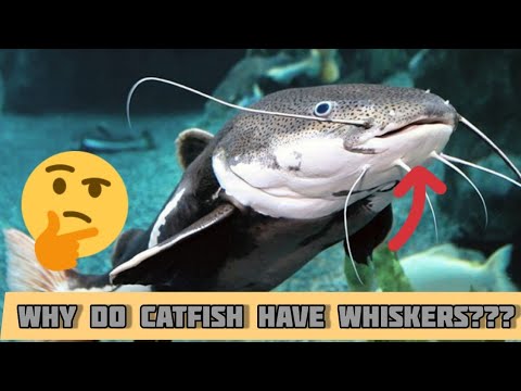 why do catfish have whiskers ?