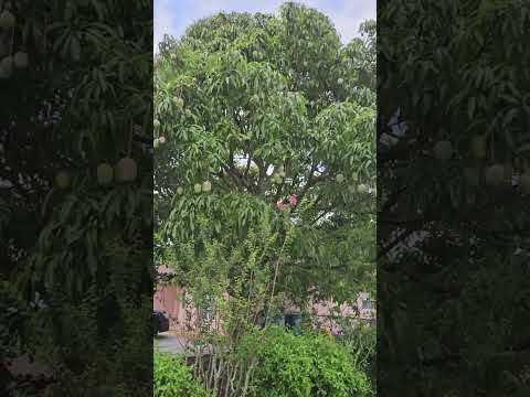 This Is Part Two of my East Indies  Mangoes Tree God Has Blessed My Mangoes Tree Delicious