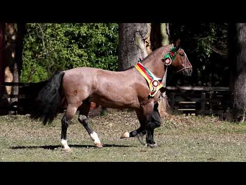 Lote 01 - Nochero da Matarazzo