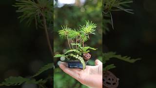 真夏の松ぼっくり豆盆栽 #bonsai #盆栽  #gardening #garden #shorts #nature