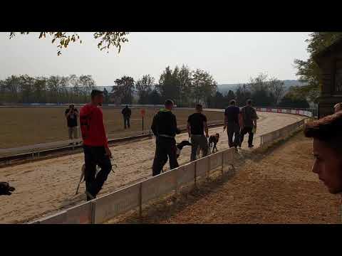 Isaszeg agárverseny 2018.10.20. Dopping Bonie Tyler