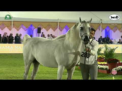 N 283 SPEECHLESS   King Abdulaziz Arabian Horse Center Show 2021   Stallions 10+ Years Old Class 12