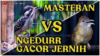 Download lagu KAPAS TEMBAK VS PELATUK SAMPIT / BERAS GACOR NGEDUR AUDIO JERNIH COCOK BUAT TEMBAKAN / MASTERAN mp3 Download lagu KAPAS TEMBAK VS PELATUK SAMPIT / BERAS GACOR NGEDUR AUDIO JERNIH COCOK BUAT TEMBAKAN / MASTERAN mp3