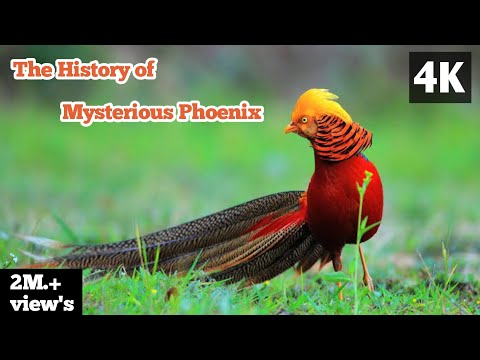 The History of Phoenix the Reborn Bird from Ashes || The Eternal Rebirth || #phoenix #mythology