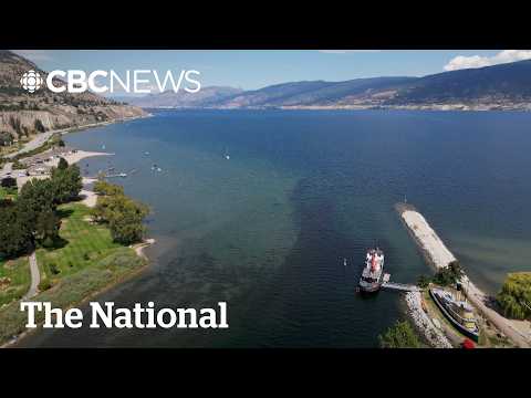 Sockeye salmon return to B.C.’s Okanagan Lake