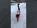 Step aside, dogs 😛 Abyssinian cat walking on the leash 🐾 #abyssinian #adventure #catshorts