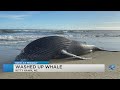 Humpback whale found washed up near Bennett Street Beach Access