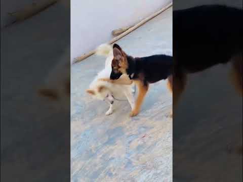 Jb m chota baccha tha Jimmy German Shepherd Puppy Nad Sonu Pomerian Puppy #germanshepherdpuppy