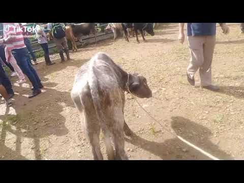Pedro Vicente Maldonado feria ganadera Quito Pichincha Ecuador.