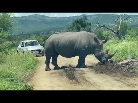Rhino Road Block In The Kruger National Park