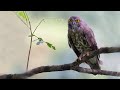 কাল পেঁচার ডাক Brown Hawk Owl Call Brown Boobook Call Owl Sound Owl Call Wil