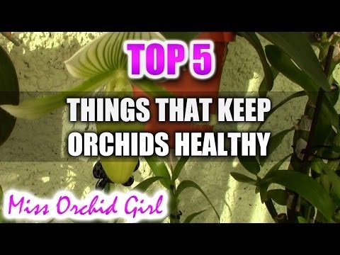 5 things that keep your Orchids healthier