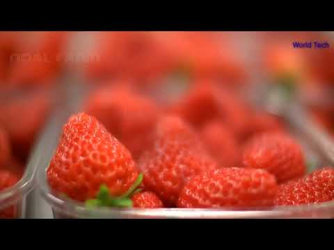Awesome Hydroponic Strawberries Farming Modern Agriculture Technology Strawberries Harvesting