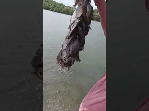 pescaria abençoada em cajueiro da praia..@pescariacajueirodapraia853