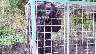 Re: [閒聊] 北海道積丹町獵友會拒絕出動獵熊