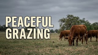 Cows Grazing on a Quiet Gloomy Day | Cozy Texas Farm Sounds | Perfect for Sleep & Relaxation